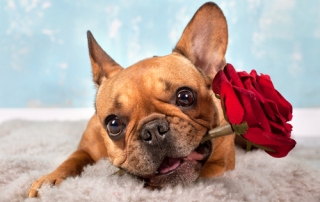 shutterstock_230624542