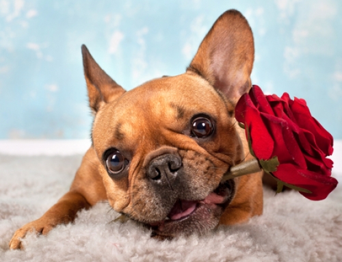 The VIP Valentine’s Day Experience